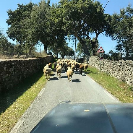 Azeite De Marvao, Olivoturismo Casa Mestre Do Lagar Екстериор снимка